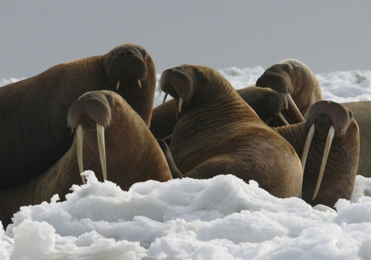 Pacific walrus cows and yearlings rest on ice in Alaska in 2014. 