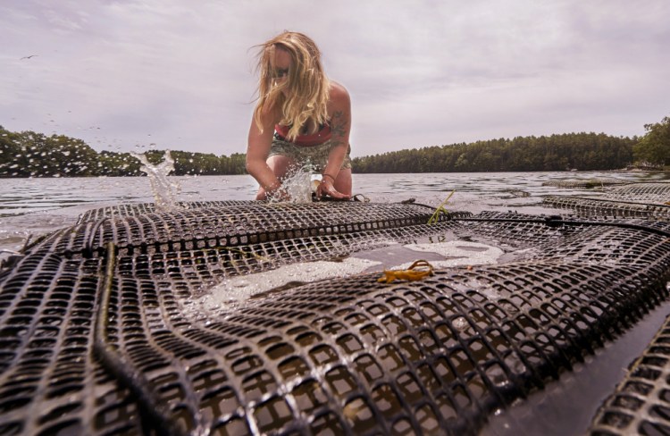 Sarah Wineburg cleans a bag of oysters that she is raising in the Damariscotta River, one of about a half-dozen gigs she's cobbled together to earn a living this year.