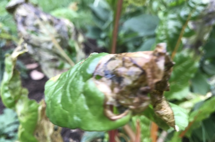 A fungus in the Swiss chard