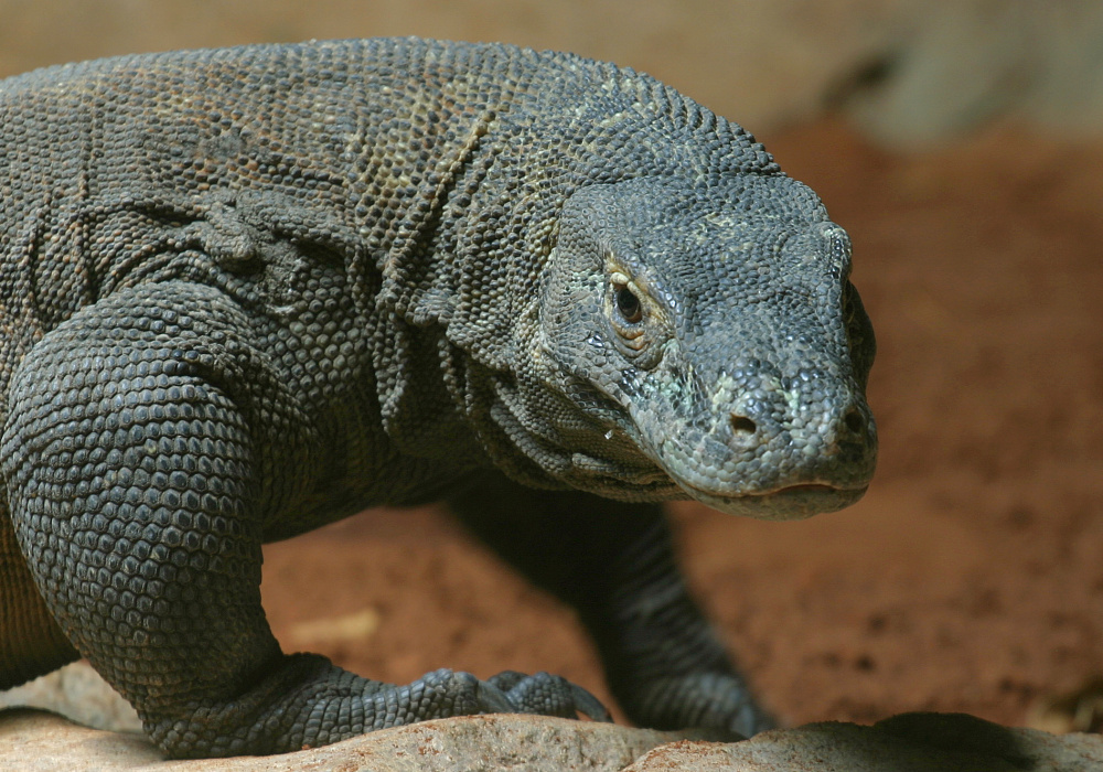 A 6.6-foot Komodo dragon at the national zoo in Pretoria, South African. Antimicrobial proteins in their immune system could lead to better antibiotics.