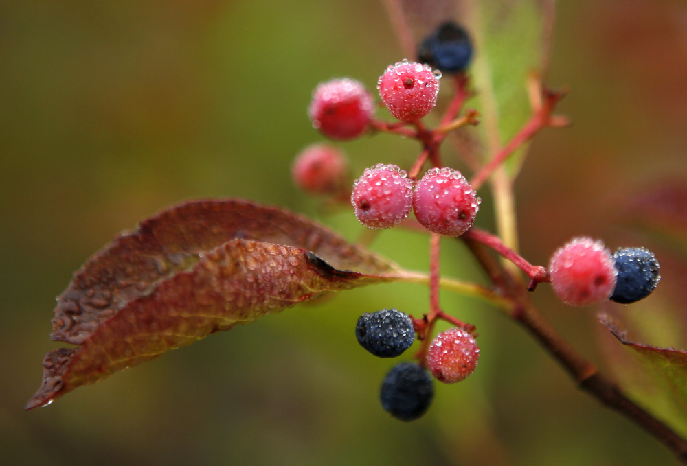 Morning dew covers berries in Bartlett, N.H. Despite forecasts of foliage with the brilliant hues of autumn this year, foliage season so far has been disappointing.