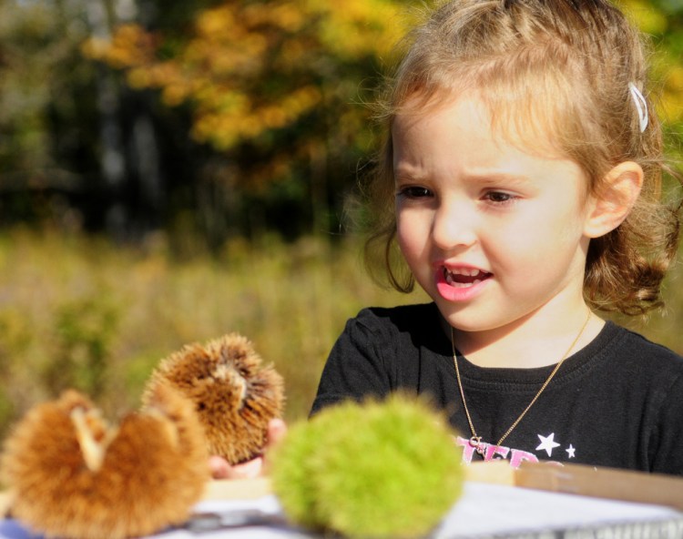 Abby Cormier, 4, of Manchester sizes up chestnut burrs at the Augusta arboretum Saturday.