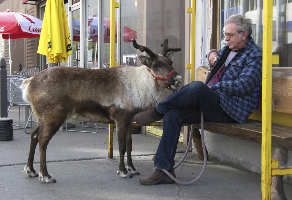 Star and her owner, Albert Whitehead, take a break during a stroll last spring through downtown Anchorage, Alaska. She was a popular attraction for locals and tourists.