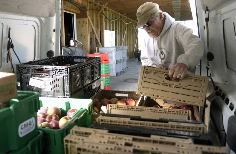 Steve Knight packs apples he gleaned Wednesday from an orchard in Readfield. The produce will be distributed to local food kitchens and food banks.