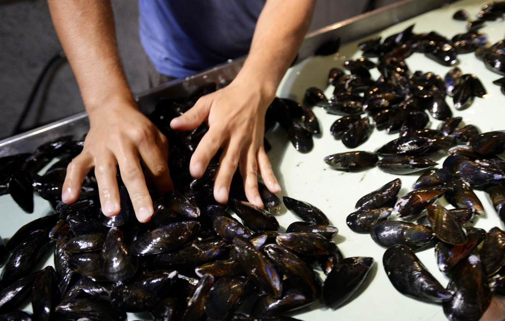 Sales of mussels grown in Maine aquaculture operations are strong, and demand outstrips supply. A professor at the University of Maine at Machias has won a grant to study large-scale culture of blue mussel seed, which could help increase production.
