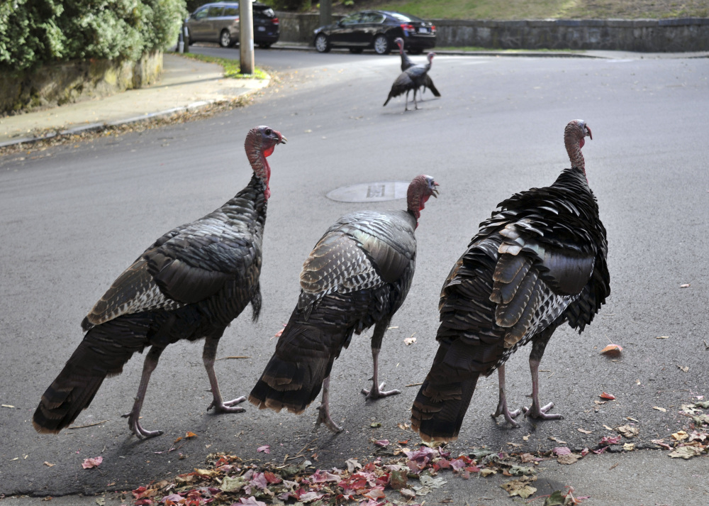Wild turkeys walk along a street in Brookline, Mass. Wild turkeys have bounced back in New England in a success story for wildlife restoration. But as they spread farther into urban areas, they're increasingly coming into conflict with humans.