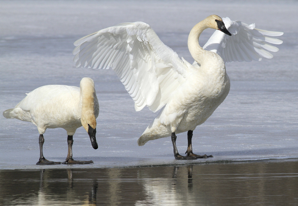 A pair of trumpeter swans stretch and preen in Westchester Lagoon in Anchorage, Alaska. The Fish and Wildlife Service is working on a plan aimed at letting hunters shoot them legally in certain states that allow the hunting of tundra swans. The swans have made a comeback in recent decades thanks to efforts to reintroduce them.