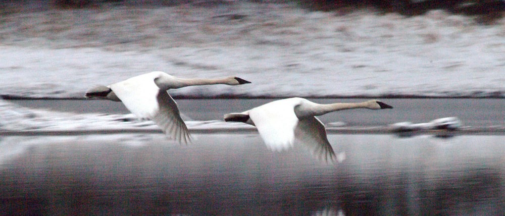 Two trumpeter swans fly along Blind River Rapids on Mitkof Island just south of Petersburg, Alaska.