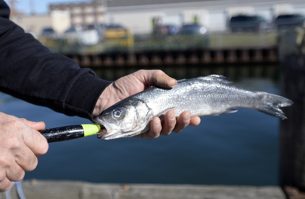 Fisherman Rink Varian inserts a Zombait into a bait fish to demonstrate how the device works.