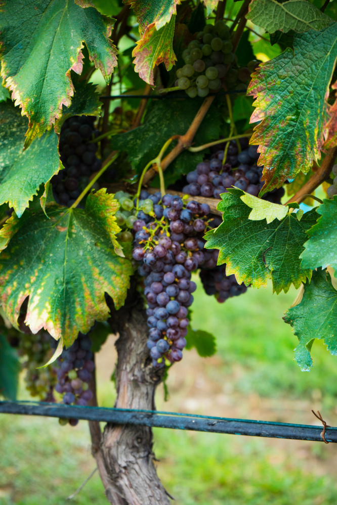 Grapes growing in the wine region of Kakheti in the country of Georgia.