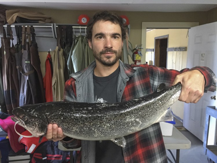 Biologist Eric Brunsdon holds an aquaculture escapee from the Magaguadavic River. No wild Atlantic salmon have returned to the river, prompting concern for the fish population's health in the U.S. and eastern Canada.