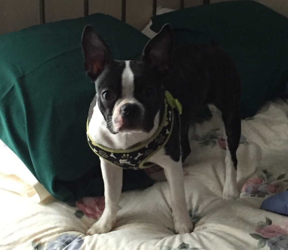 Fergie Rose, a 10-month-old Boston terrier, was killed by two pit bull terriers that escaped from their yard Aug. 30, 2016 on Lucille Street in Winslow. Fergie Rose's owner, Sharron Carey, was wounded in the attack.
