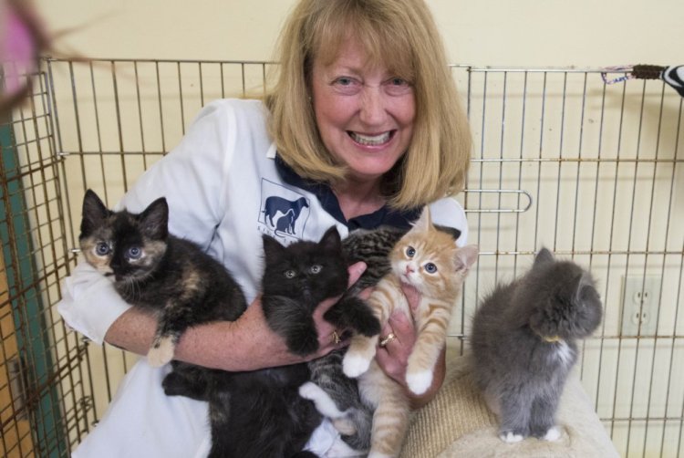 Lisa Smith, director of the Humane Society Waterville Area, holds an armload of kittens at the shelter's Webb Road location in Waterville on Aug. 15. Smith resigned in late October.