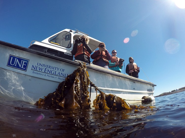 University of new England photographer Holly Haywood, left, and Associate Professor Jeri Fox, far right, work with students at the school's kelp farm. 