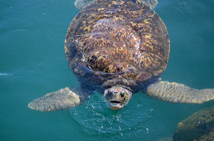 An endangered green sea turtle comes up for air near Grand Cayman Island. 