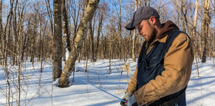 Jean Francois Faucher repairs a sapline in the Big Six Forest sugarbush in 2015. Selling the development rights to the maple sugar forest would have been a big payday for the land's owner, a LePage campaign donor.