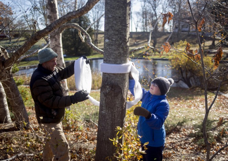 Henry Johnson, 11, and his uncle Scott Duncan work on banding a tree to protect it from winter moth infestation at Fort Williams Park on Saturday.