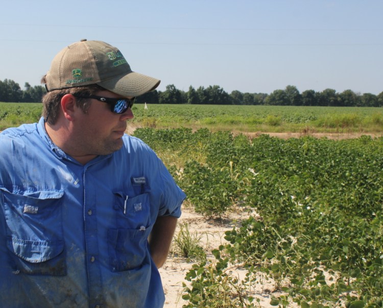 East Arkansas soybean farmer Reed Storey looks at his field in Marvell last summer. He said half of his crop had shown damage from dicamba, an herbicide that has drifted onto unprotected fields and spawned hundreds of complaints from growers.