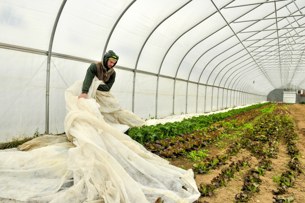 Kevin Leavitt pulls a floating row cover off the lettuce and kale plants in a greenhouse Thursday at Farmer Kev's Organic in West Gardiner. The cloth helps keep the plants under it from freezing.