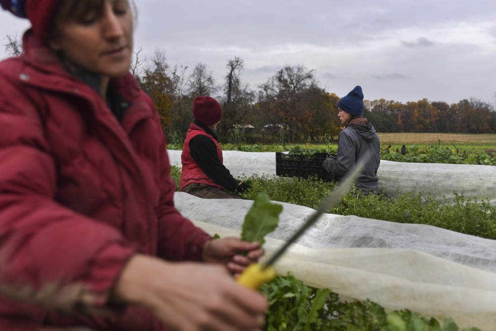 From left, Liz Whitehurst, Rachel Clement and Foster Gettys pick and weigh greens at Owl's Nest Farm in Upper Marlboro, Md.