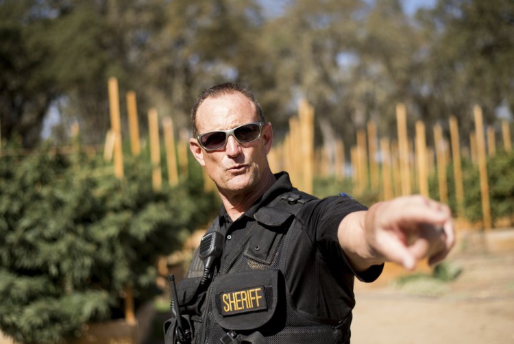 Calaveras County Sheriff Rick DiBasilio leads a raid on a growing operation late in September. "I could do this every day if I had the personnel," DiBasilio says about the extent of illegal pot farms here.