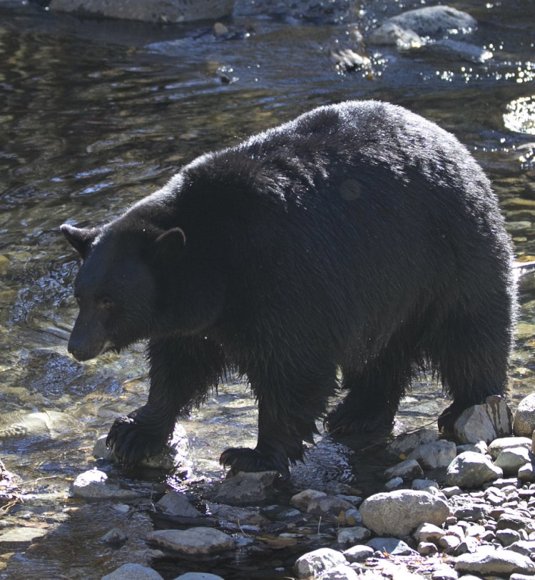 Blacks bears are returning to Nevada after increased human activity in the 1900s led to their local extinction.