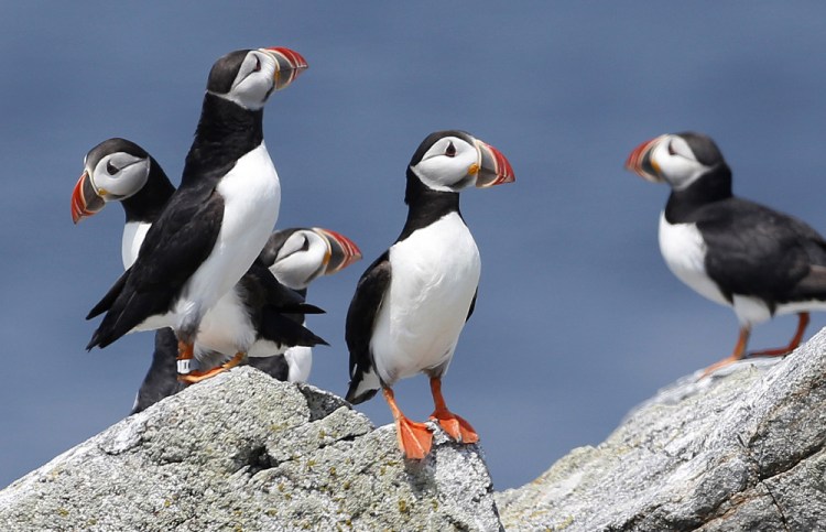 Atlantic puffins congregate near their burrows on Eastern Egg Rock, a small island off the coast of Maine.