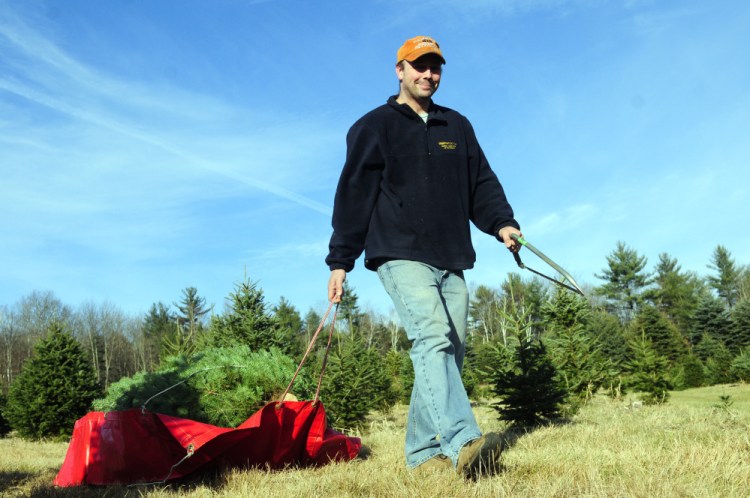 Leigh Stevens, of Livermore Falls, drags a tree he had just cut down back to his car on Tuesday at Moose Hill Tree Farm in Fayette.