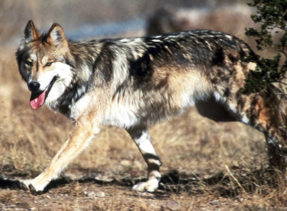 Federal wildlife officials hope to bring the number of Mexican gray wolves to 145 in the U.S. and 100 in Mexico over the next five years.