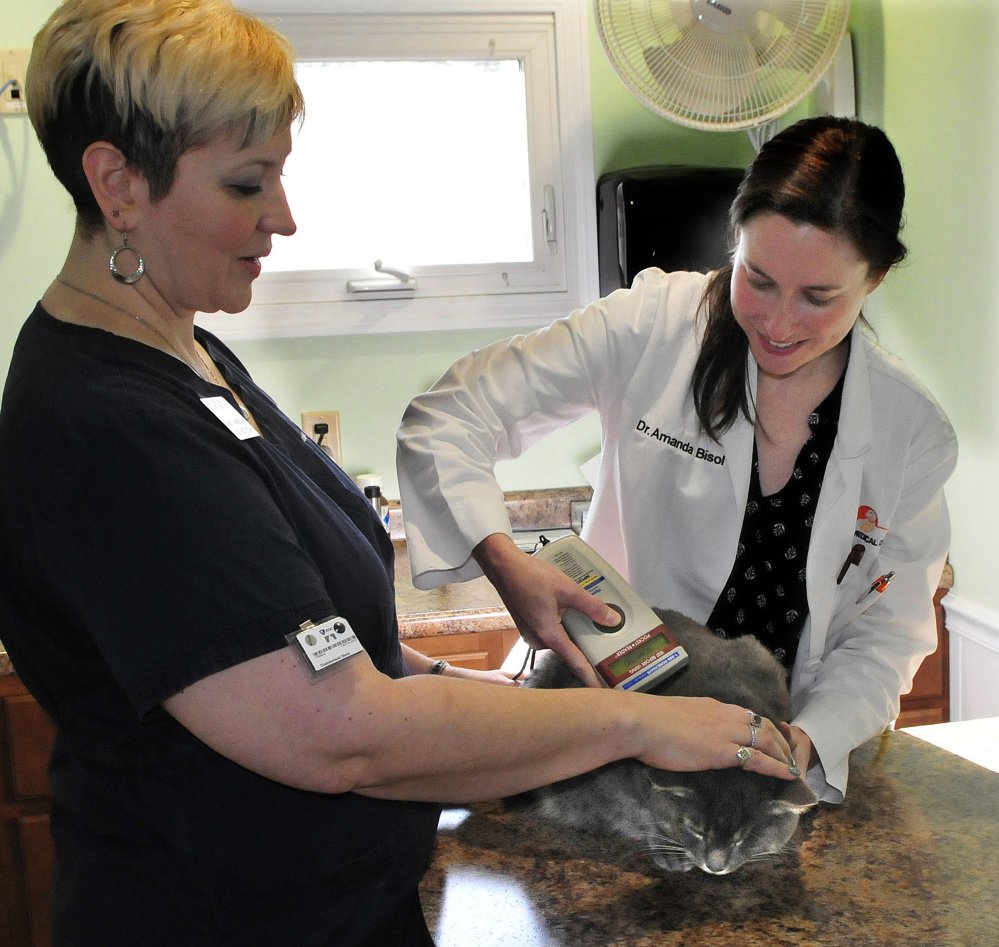 Animal technician Diane Chamberland, left, holds a cat as veterinarian Dr. Amanda Bisol uses a chip scanner Wednesday to read information embedded under the skin at the Animal Medical Clinic in Skowhegan. Using the same scanner technology, Bisol recently reunited a cat missing for more than a year with its owner from Kennebunkport, George Lichte.