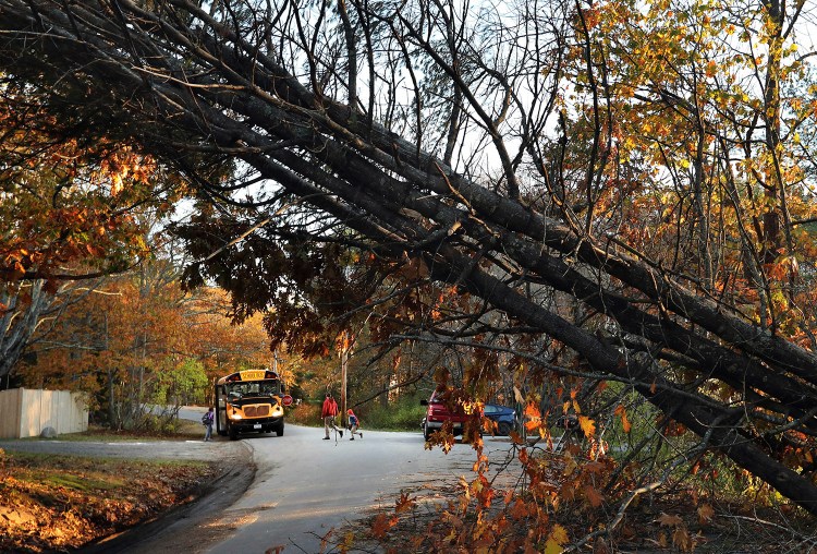 A father walks his child to a school bus at a temporary pick-up location on Nov. 1 in Freeport, where storm-toppled trees were common in the late-October storm. Communities are still cleaning up, but the Portland area could experience high gusts again beginning Thursday night.