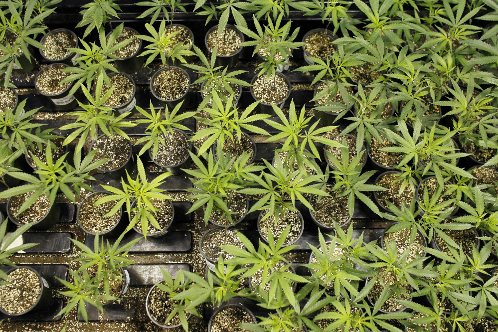 Marijuana plants bloom at a laboratory in Natural Ventures in Caguas, Puerto Rico. There is growing evidence that marijuana availability reduces demand for alcohol.