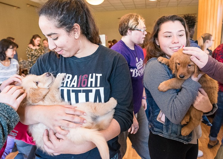 A golden retriever puppy helps Jasmine Athamni de-stress before finals recently at the University of Maine at Farmington. A reader says a column criticizing the event did pet therapy a disservice.