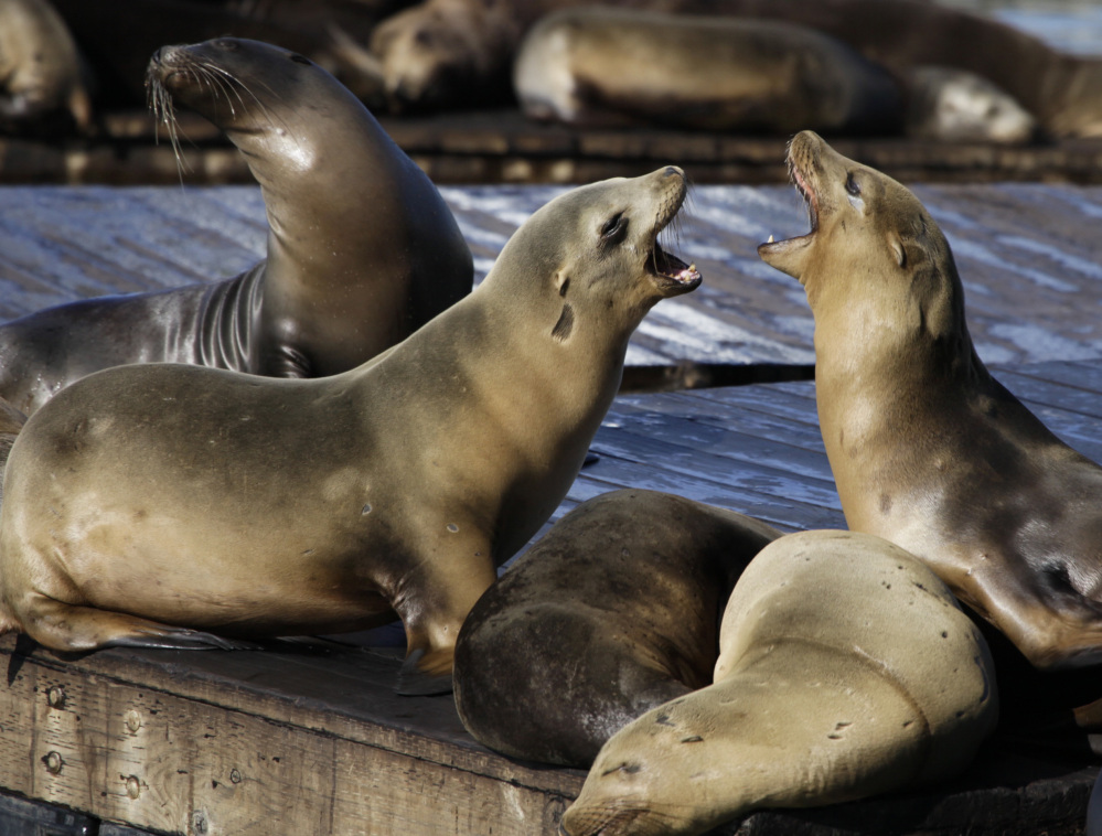 Sea lions bark in San Francisco Bay, where two swimmers were bitten this week.