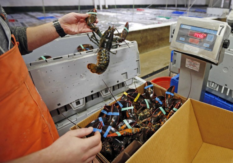 Live lobsters are packed and weighed for overseas shipment at the Maine Lobster Outlet in York. A trade deal between Canada and the European Union, which gets rid of tariffs on Canadian lobster exports, could have a negative affect for the U.S. at Christmastime.