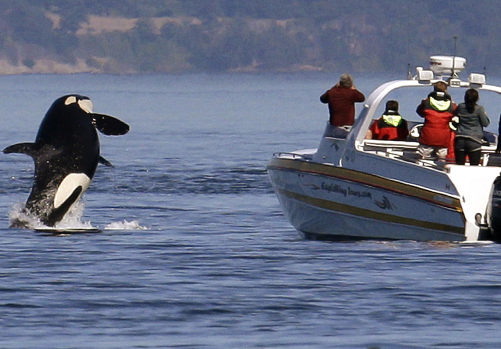 An orca leaps out of the water near a whale-watching boat off the San Juan Islands. Federal restrictions enacted in 2011 require vessels to stay at least 200 yards away from whales.