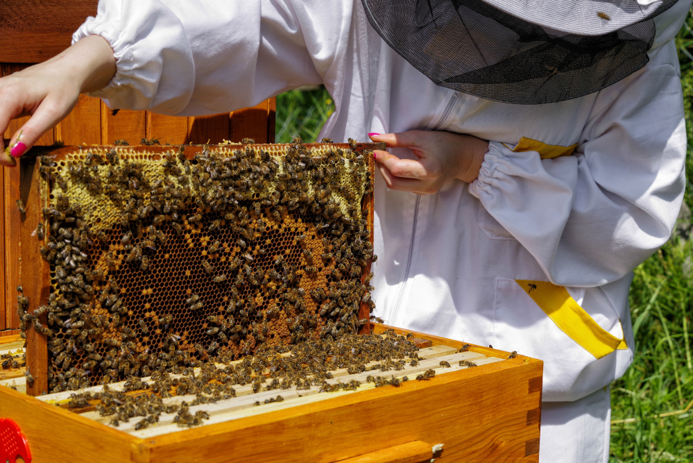 The U.S. bee industry lost 44 percent of its bees from 2015 to 2016 and 40 percent the year before, and a warm winter in 2017 is not helping.
Jaroslav Moravcik/Dreamstime/TNS