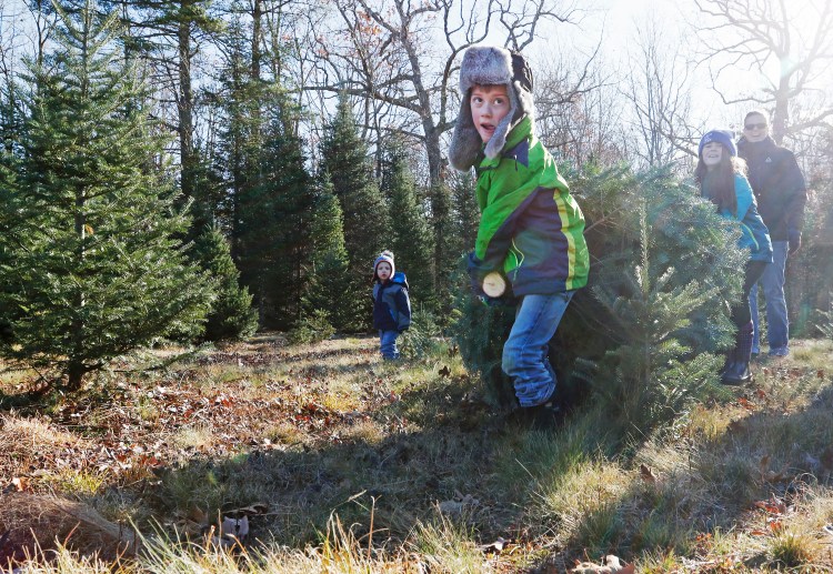 Jaidon Petersen, 6, leads the way as he and his sister, Cadence McGrady, 9, haul out their tree of choice at Holmes Tree Farm in Kennebunk last Sunday. The cut-your-own tree season began last week at Maine tree farms, from Wells to Hiram to Calais and dozens  of places in between, as many families embarked on their annual post-Thanksgiving, pre-Christmas tradition. 