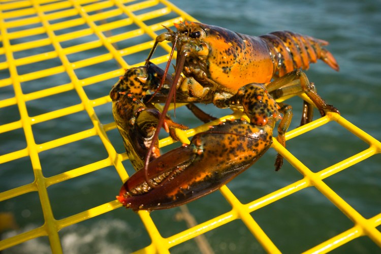 The Maine Lobster Marketing Collaborative’s $2.2 million annual budget is funded by surcharges on state-issued lobster licenses.