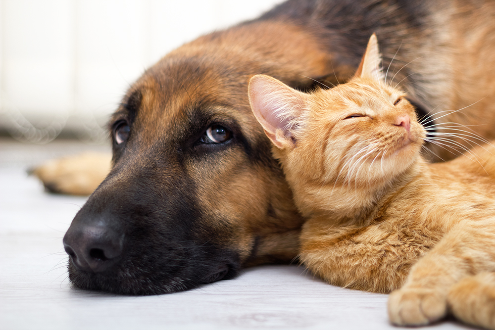 Dogs have about twice as many neurons as cats, according to Herculano-Houzel, author of a book about brains called "The Human Advantage."
But wait: The average dog is larger than the average cat. Isn't it a given that dogs would have larger brains and therefore more neurons?