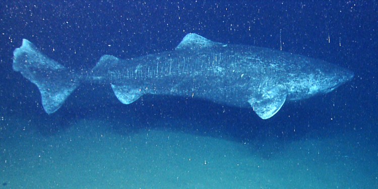 In August 2013, in the last minutes of the last dive of the season a remote-controlled NOAA  underwater exploration vehicle captured this rare photo of an elusive Greenland shark.