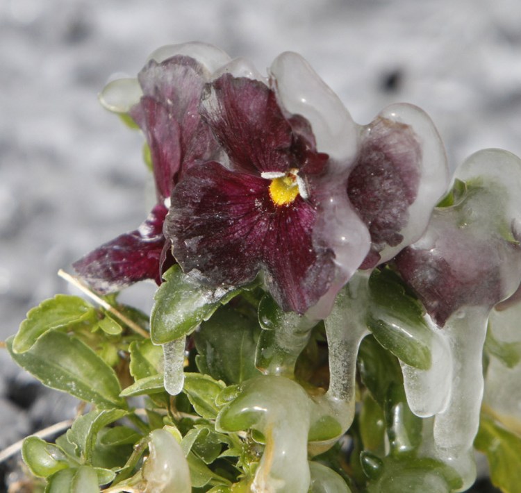 Ice covers a pansy near the fountain at Beau View condominiums in Biloxi, Miss., on Monday.