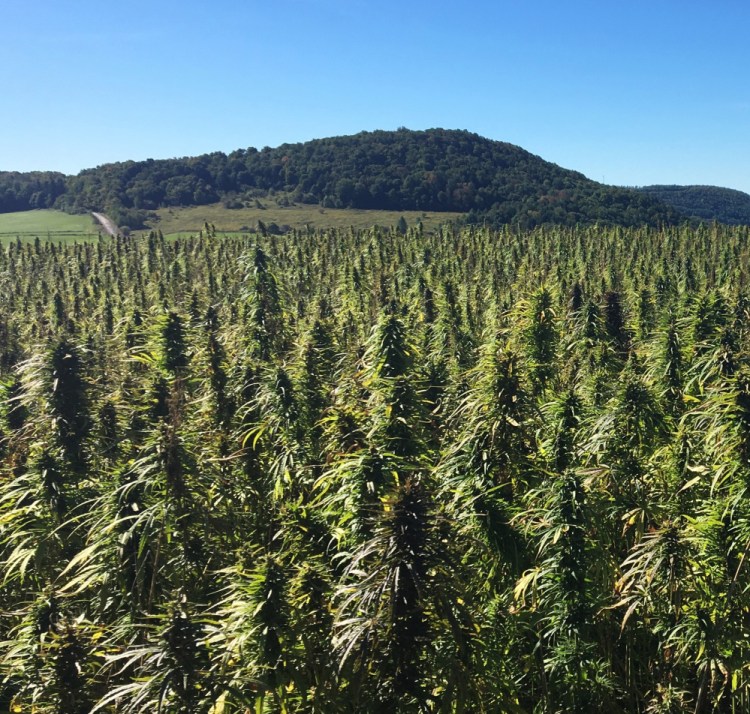 Hemp grows in a field in Eaton, N.Y. Maine first issued grower licenses in 2016 and the state's industry appears ripe for expansion.