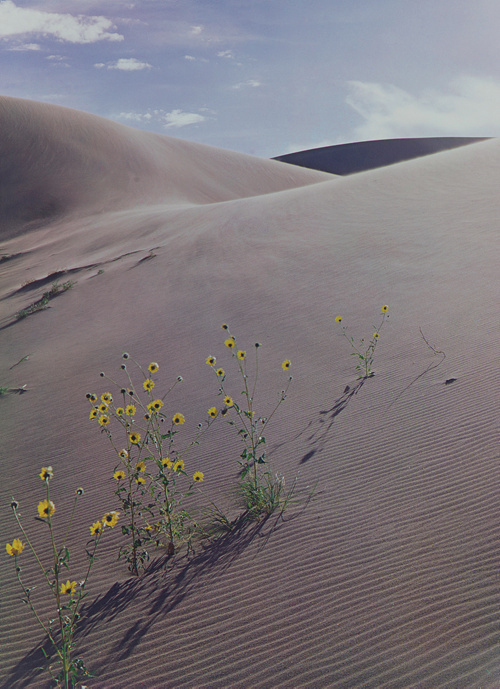 "Sunflower and Sand Dune," 1959, dye imbibition print, 16 by 11¾ inches. Gift of Owen W. and Anna H. Wells.