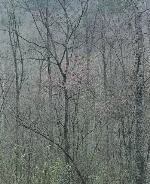"Redbud Tree in Bottom Land, Red River Gorge, Kentucky, April 17, 1968," 1979, dye imbibition print, 13  x 10¾ inches. Gift of Owen W. and Anna H. Wells.