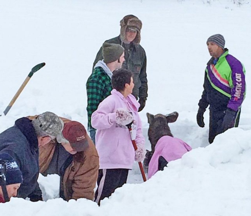 In a photo posted by Barbetta Ann Bowker Turner, passersby shovel out the baby moose in Washburn Monday.