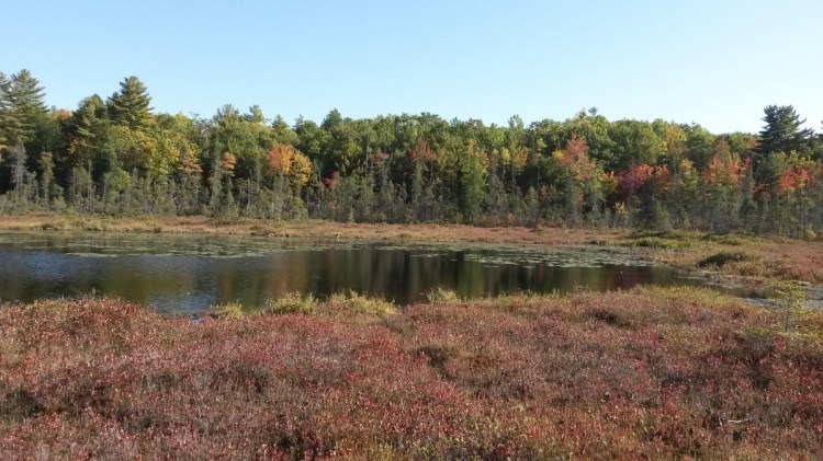 Freshwater bogs like the one pictured are important parts of the nearly 1,000 acres of land recently conserved by the Midcoast Conservancy. The effort is the largest in the organization's history. (Photo courtesy of Midcoast Conservancy)