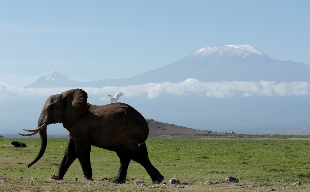 Changes in social and economic conditions can be the biggest factor in animal deaths in times of war. Well-protected within the confines of Amboseli National Park, this elephant was photographed in front of Mount Kilimanjaro last year.