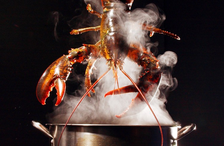 A lobster is lowered into a pot of boiling water in Freeport. A study out of Norway concluded that it's unlikely lobsters feel pain, stirring up a debate over whether Maine's most valuable seafood suffers when it's being cooked.