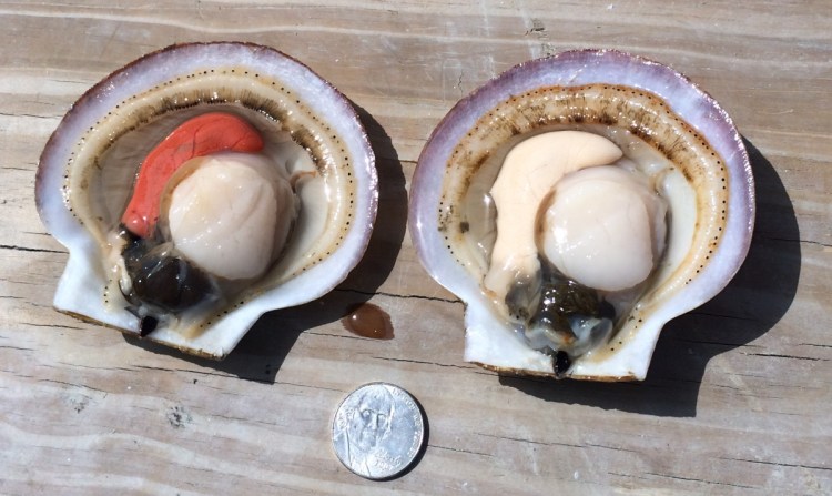 Farmed scallops used for research include a whole female on the left (she's got the pretty orange coral) and the whole male on the right. Both still have the digestive sac and what's called the skirt on them.